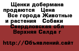 Щенки добермана  продаются › Цена ­ 45 000 - Все города Животные и растения » Собаки   . Свердловская обл.,Верхняя Салда г.